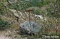 VBS_3125 - Mango (Cuneo) - Gnomovia